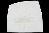Fossil Dragonfly (Isophlebia) - Solnhofen Limestone #93229-1